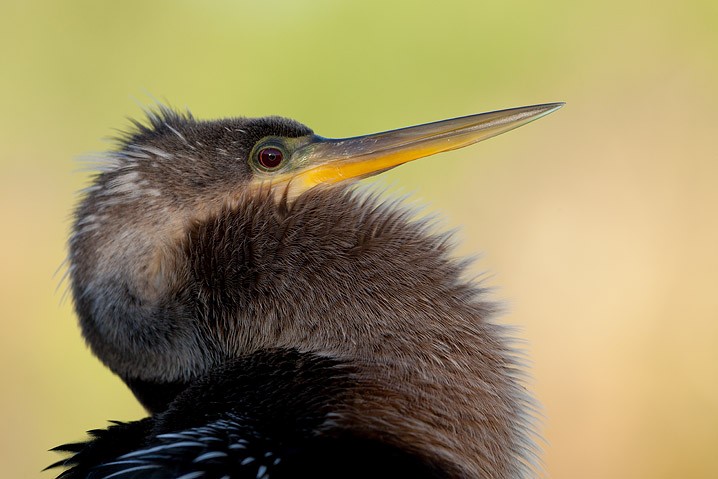 Anhinga anhinga Anhinga